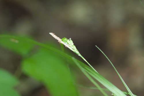 Carex planispicata #9